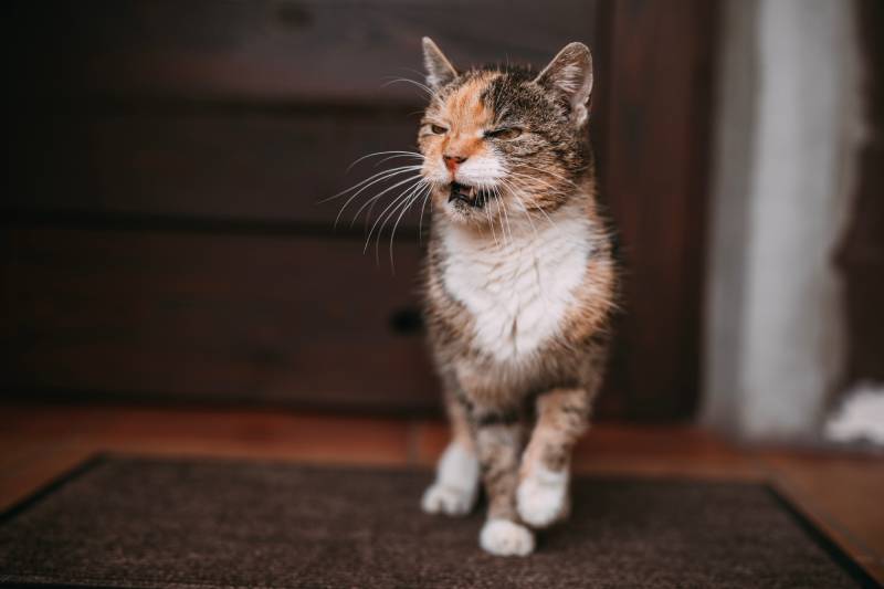 old cat meows in front of the door