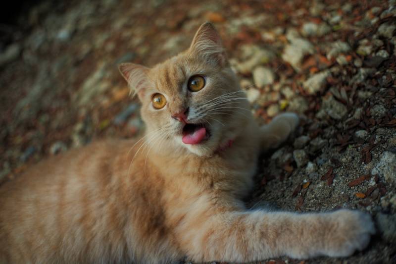 orange cat breathing with its tongue out