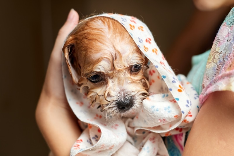 owner drying maltipoo