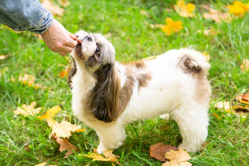 An owner giving a dog treat to a Shih Tzu dog outdoors