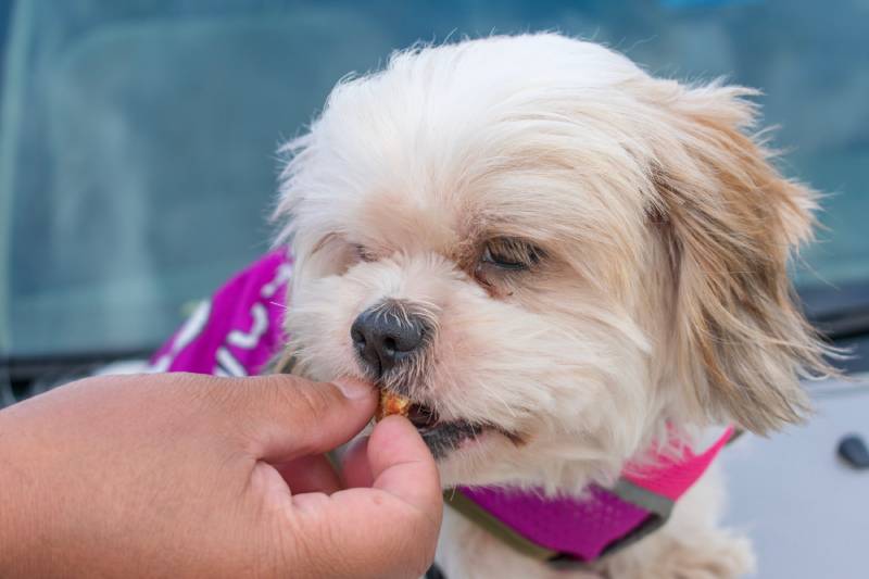 owner giving a treat to shih tzu dog