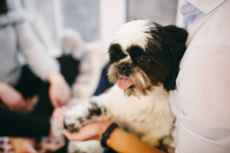 owner hugging shih tzu dog