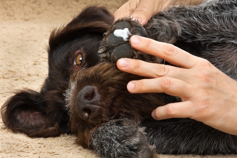 owner smearing ointment to the paw of dog