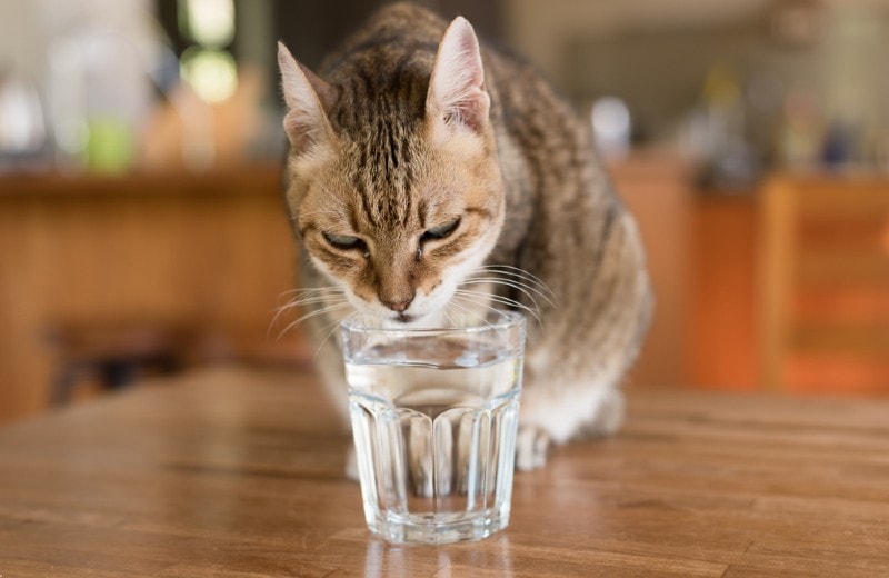 pet cat drinking water from owner's glass