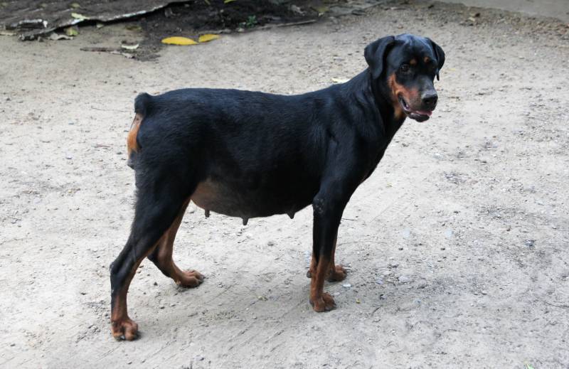 pregnant doberman-dog standing outdoors