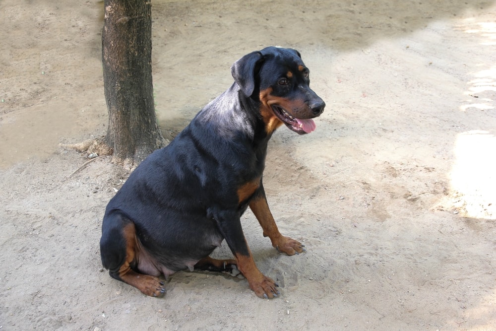 Doberman mang thai
