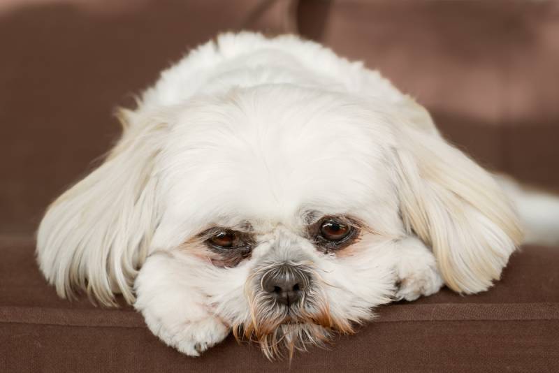 con chó shih tzu màu trắng tinh khiết trên chiếc ghế dài trông buồn