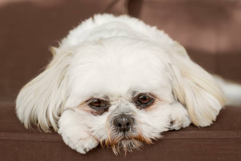 pure white shih tzu dog on couch looking sad