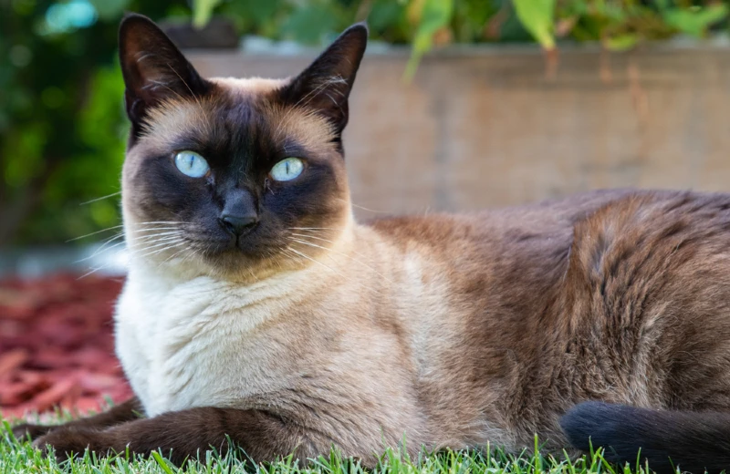 ragamese or siamese ragdoll cat