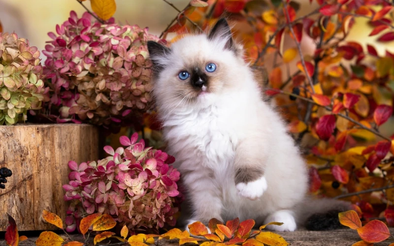 ragamese siamese ragdoll cat