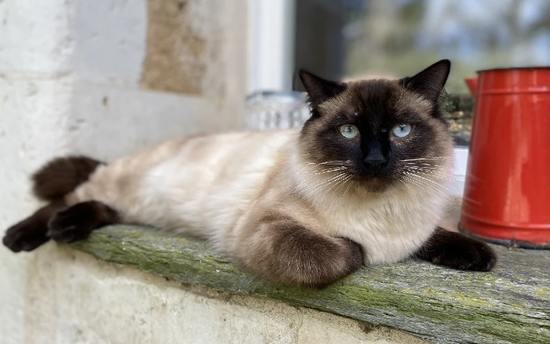 ragamese mèo ragdoll xiêm