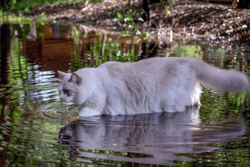 ragdoll cat walking through water