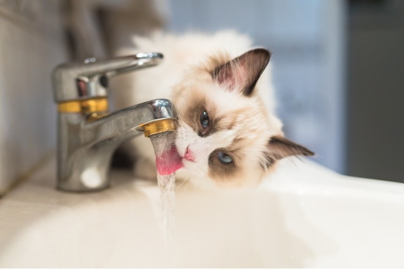 mèo con ragdoll uống nước chảy