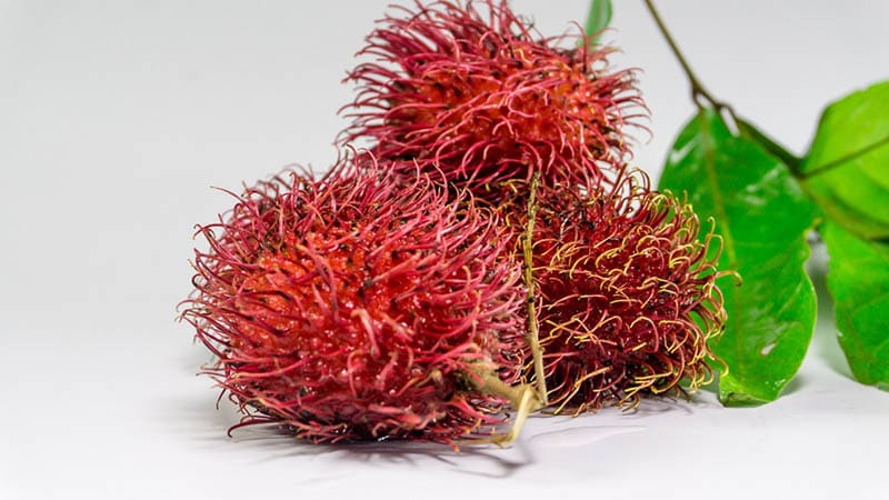 rambutan up close