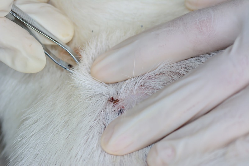 removing tick on dog's skin