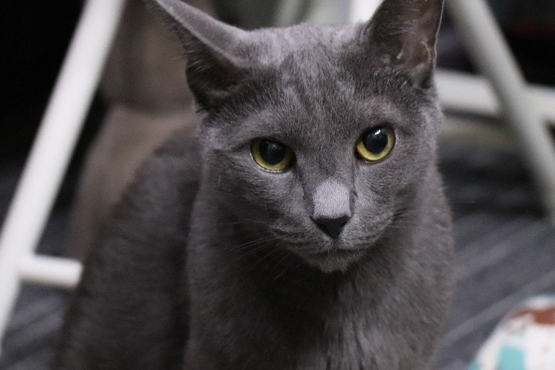 russian blue cat