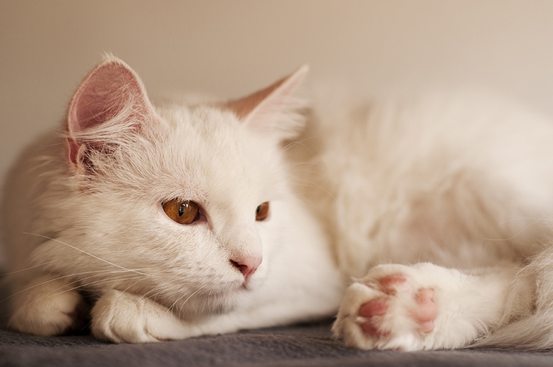 sad white cat