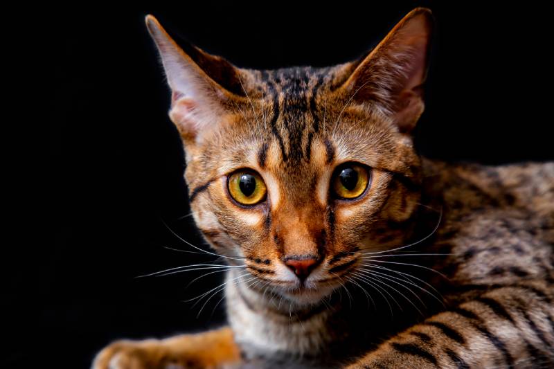 savannah F5 SBT cat on a black background