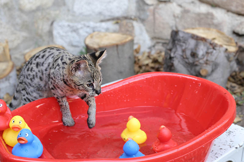 savannah cat diving to the tub