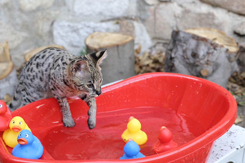 mèo savannah lặn xuống bồn tắm
