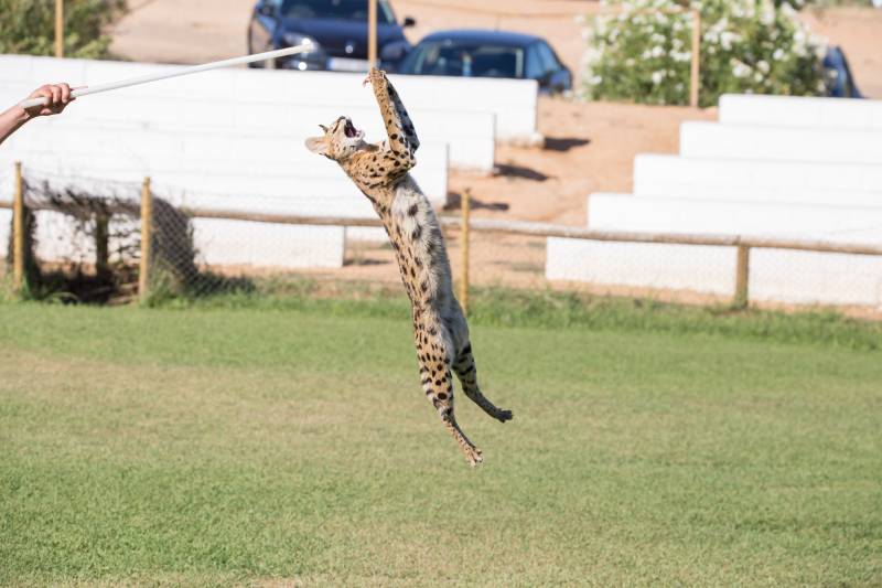 savannah cat jumping high in a grass area