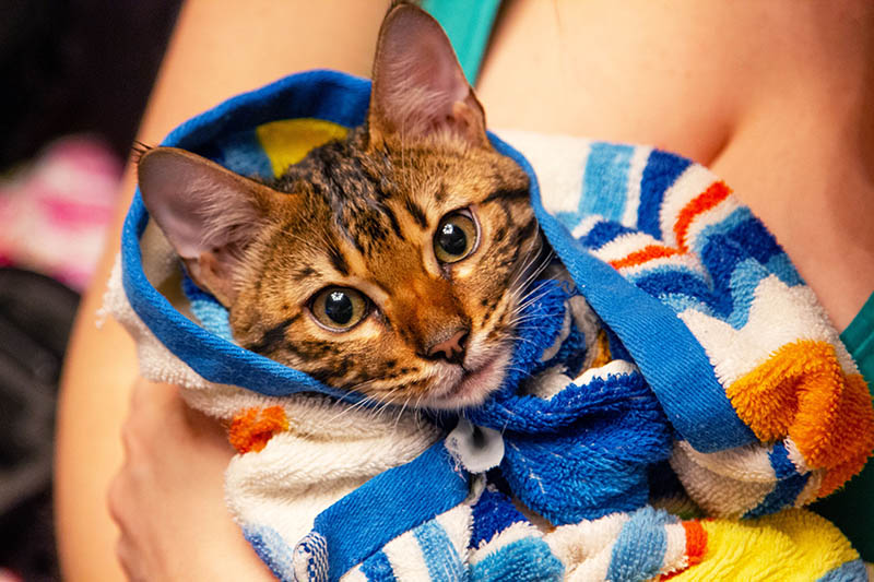 chú mèo thảo nguyên quấn khăn tắm