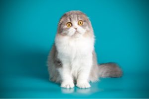 Scottish Fold Colors - 20 Common and Rare Varieties (With Pictures ...