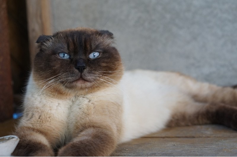 scottish fold siamese mix cat