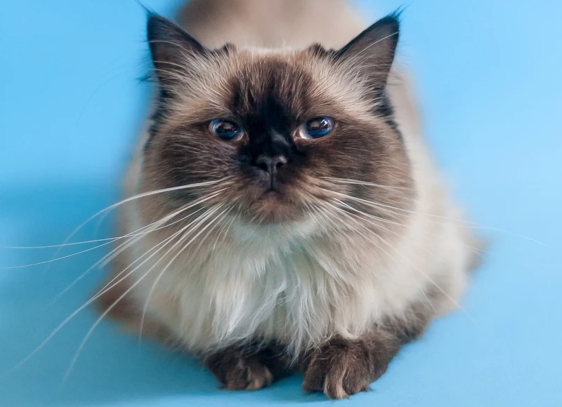 seal point ragdoll cat