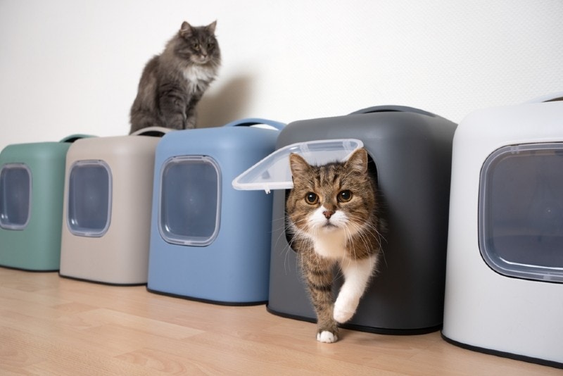 Cats sharing litter best sale box