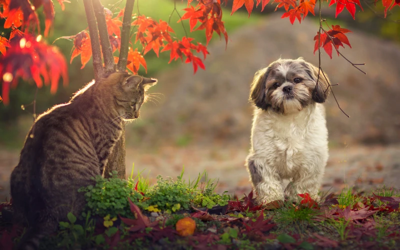 shih tzu dog and tabby cat outdoors