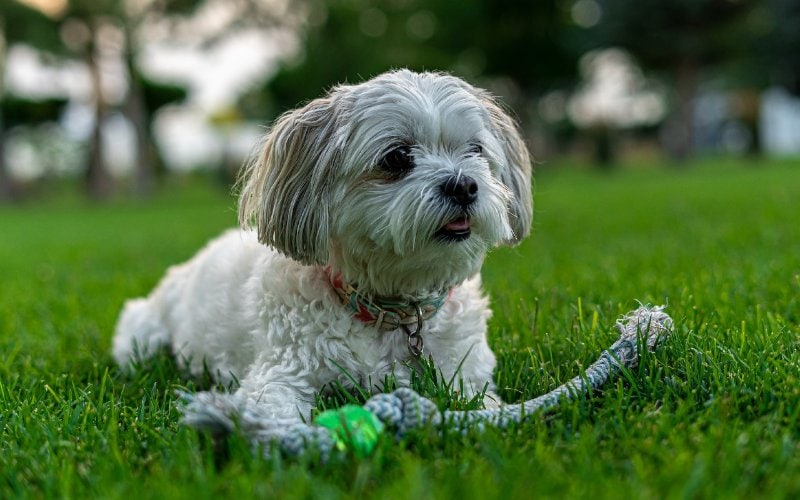 chó shih tzu chơi với đồ chơi huấn luyện trên bãi cỏ
