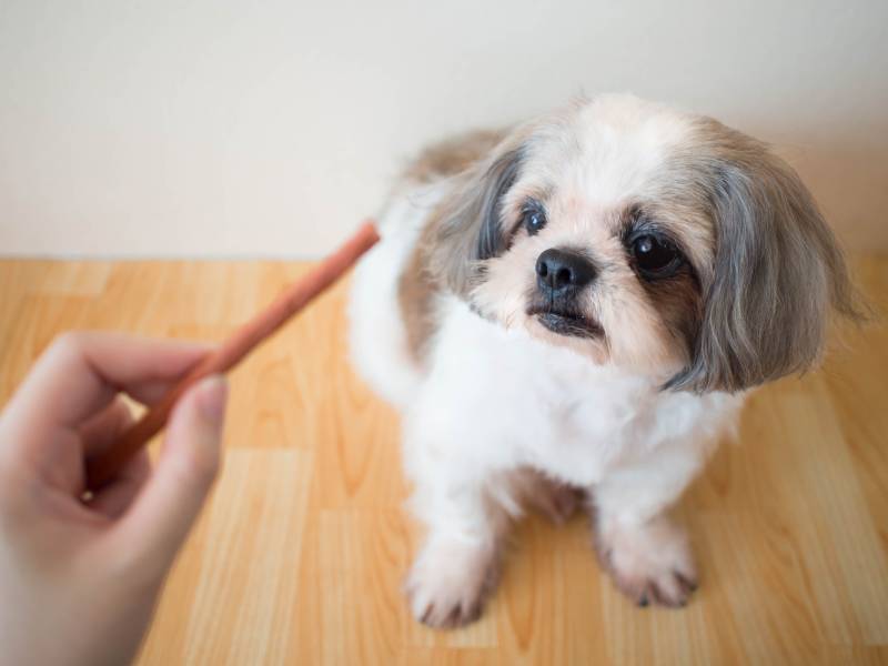 shih tzu dog sitting on wooden floor and waiting for food treat