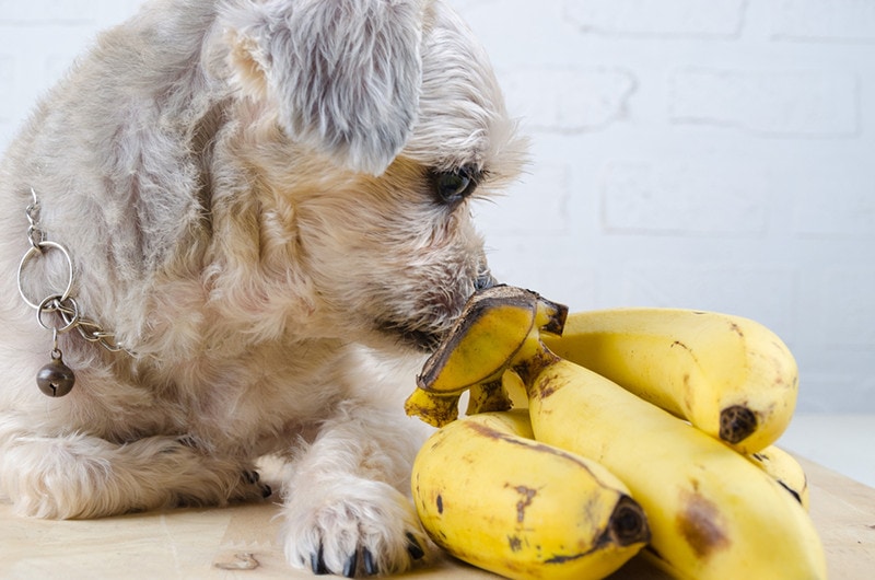 shih tzu ăn chuối