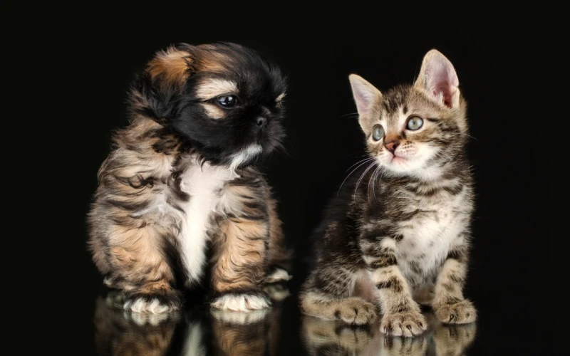 shih tzu puppy and tabby kitten beside each other
