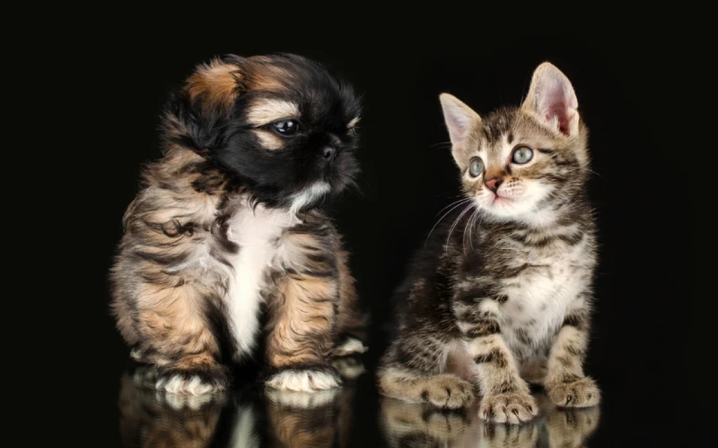 chú cún shih tzu và chú mèo mướp bên cạnh nhau