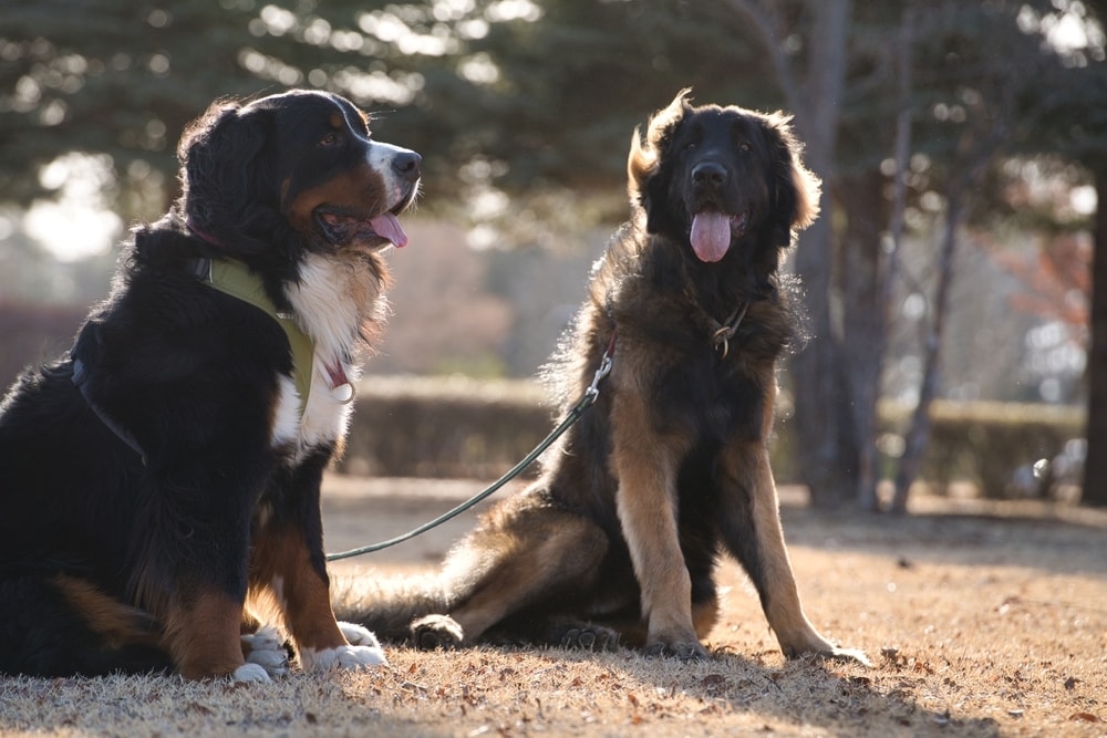 Leonberger And Bernese Mountain Dog Outdoors
