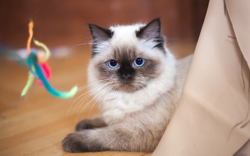 siamese ragdoll ragamese playing with cat toy