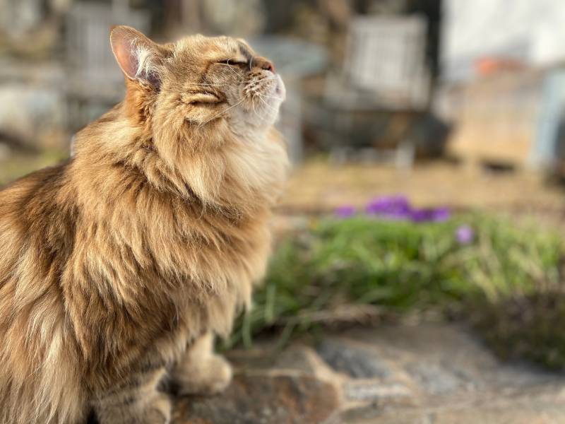 siberian cat smelling the spring