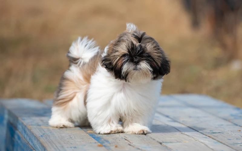 small Shih Tzu outdoors