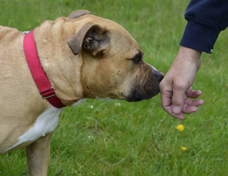 shy tan and white pit bull terrier sniffing a man's hand in a grass yard
