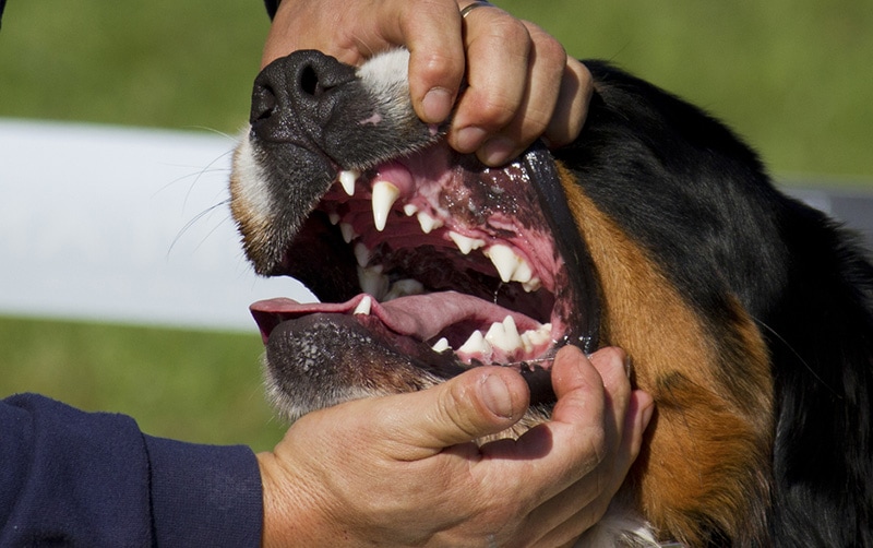 teeth of bernese mountain dog