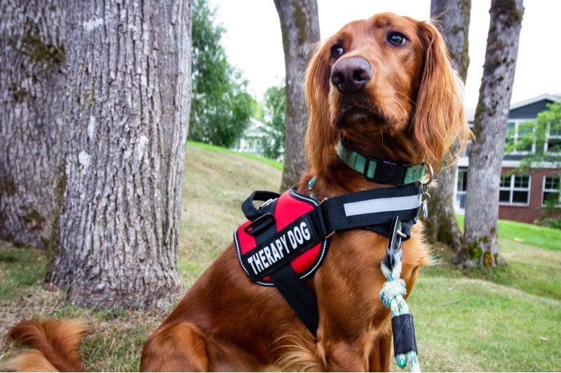 therapy dog