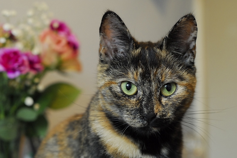 tortoiseshell cat up close