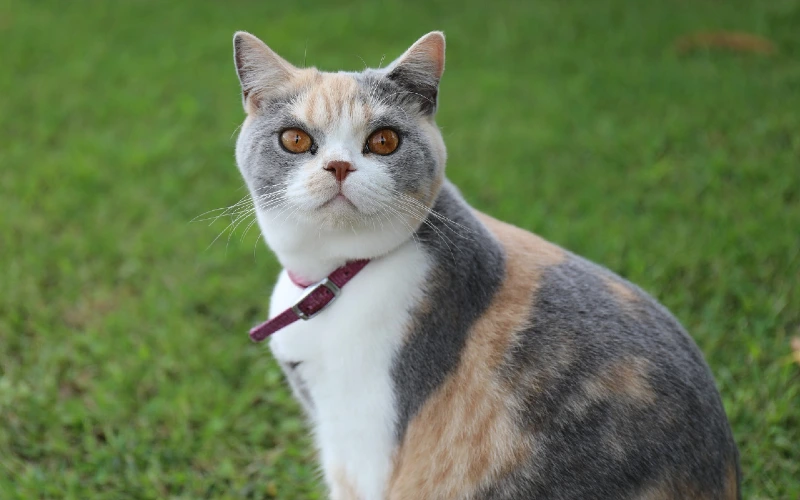 tricolor british shorthair cat