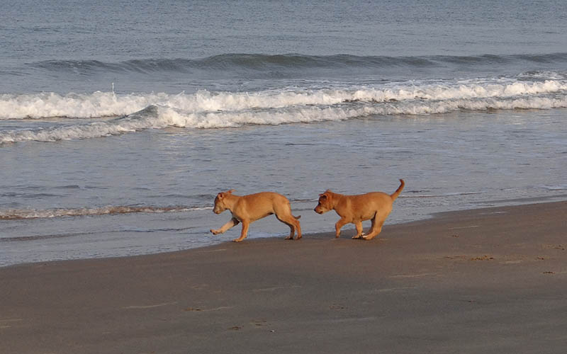 two brown puppies at the beach