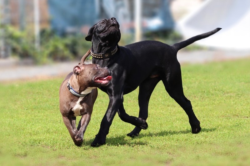 two cane corso italiano playing in the park