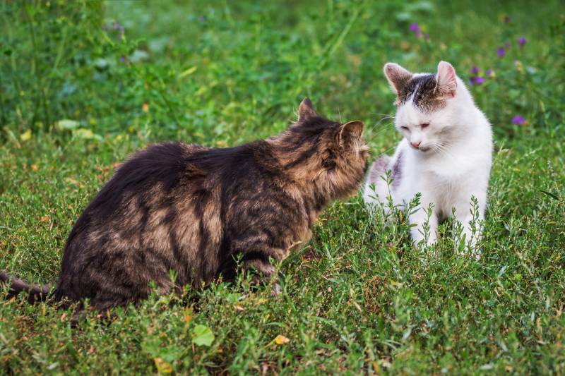 hai con mèo trong vườn trong một cuộc cãi vã về lãnh thổ