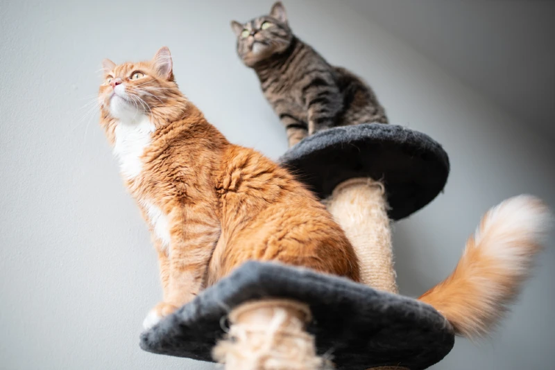 two cats on a cat tree condo