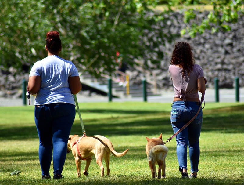 two dog sitters walking the dogs